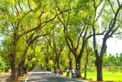 集集綠色隧道